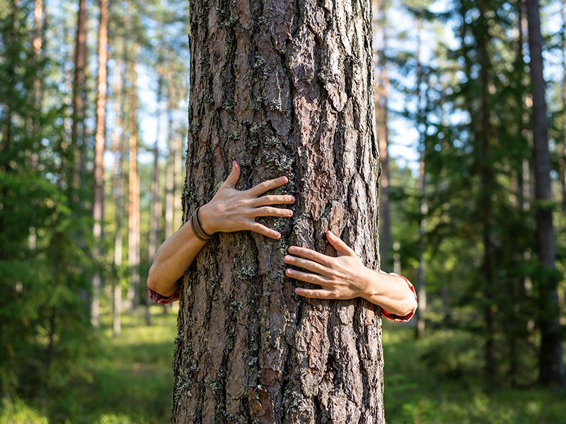 Maisons Naturéa s'engage pour les forêts avec Teragir