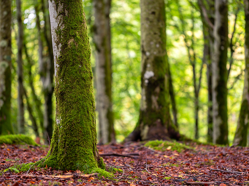 Maisons Naturéa et la biodiversité